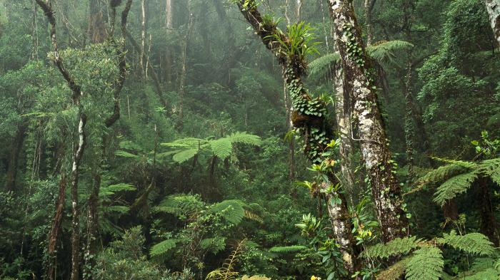 background-landscape-montane-wallpapers-wallpaper-nature-images-mount-national-kinabalu-park-borneo-rainforest-original